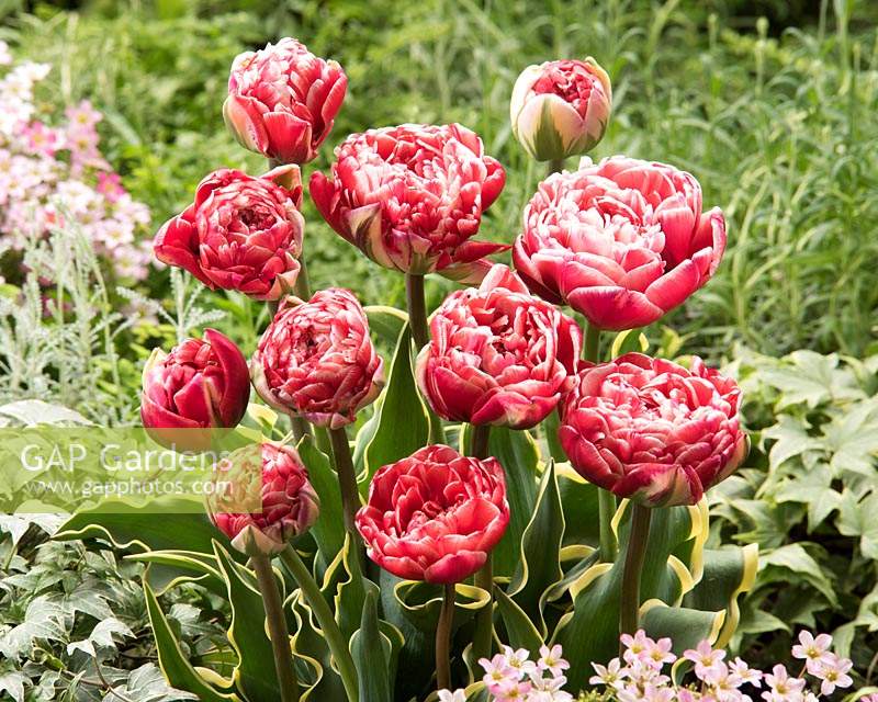 Tulipa Dazzling Sensation