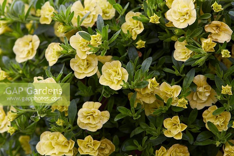 Calibrachoa Can-CanÂ® Rosies Light Yellow