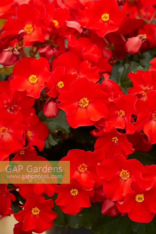 Begonia Dreams Garden MacaRouge