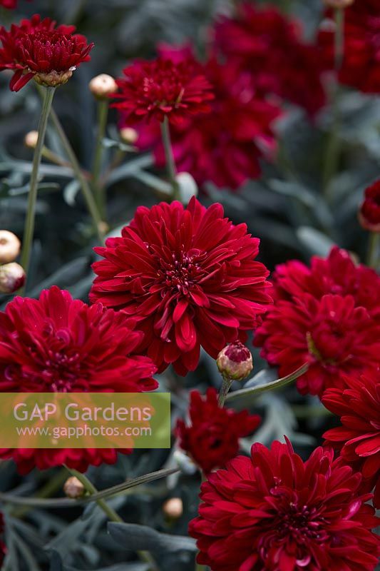 Argyranthemum Percussion Double Red