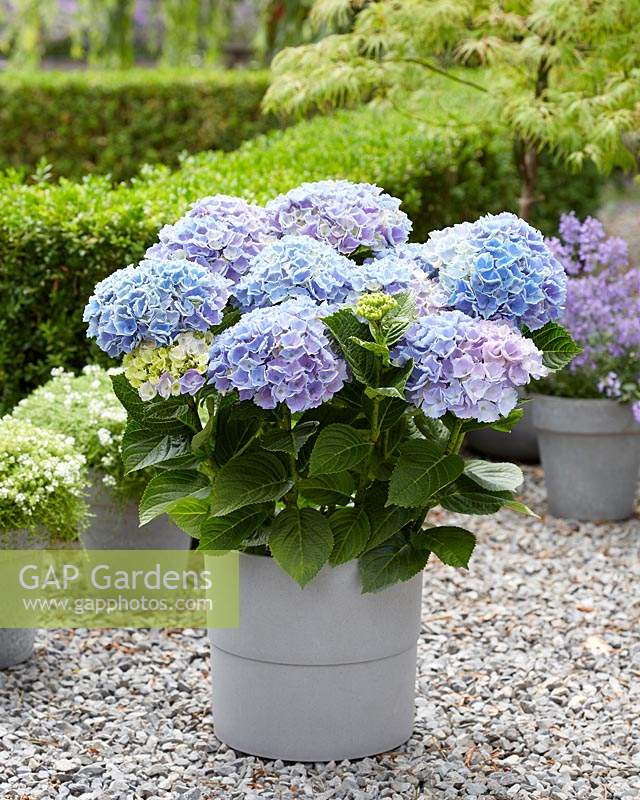Hydrangea Multi-Double by MagicalÂ® Pump Up The Blue