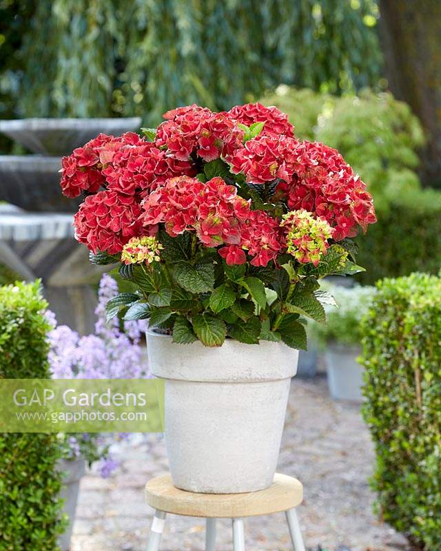 Hydrangea Multi-Double by MagicalÂ® Red Red Wine