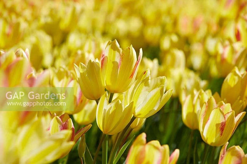 Tulipa multi-flowering