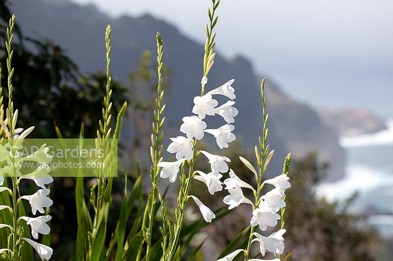 Watsonia in Madeira