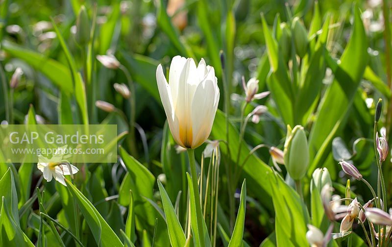 Tulipa Concerto