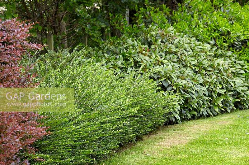 Image of Lonicera pileata shrub in a garden setting