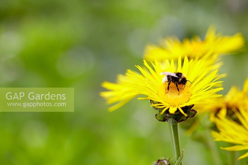 Bumblebee on Inula helenium