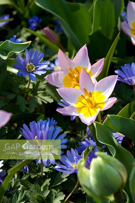 Tulipa bakeri Lilac Wonder, Anemone blanda Blue Shades