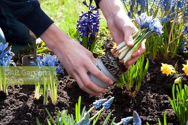Planting spring flowers