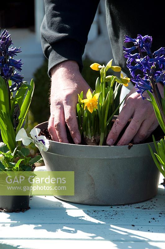 Planting spring flowers on pot