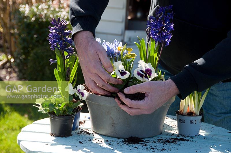 Planting spring flowers on pot