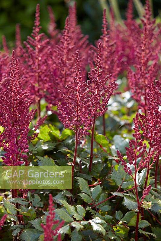 Astilbe chinensis Vision in Red Â®