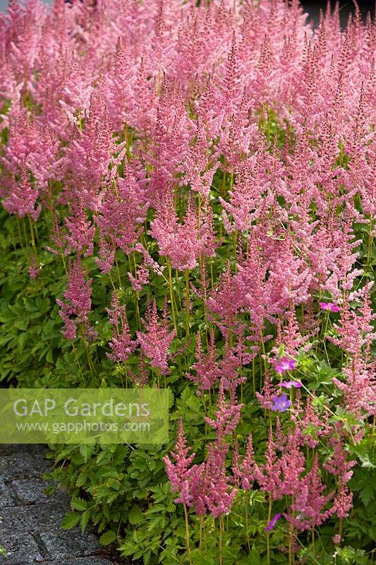 Astilbe chinensis Visions in Pink Â®	