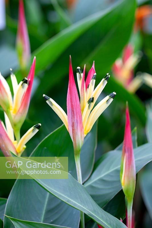 Heliconia Ruby Parrot