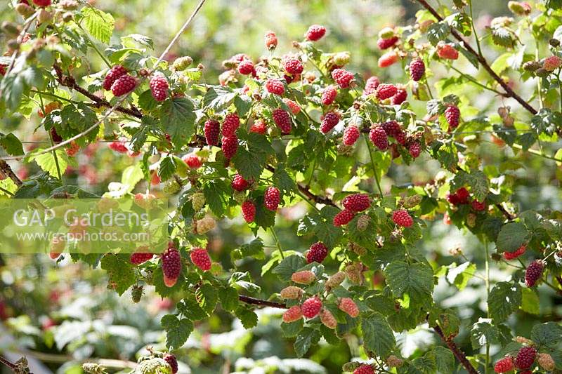 Rubus Medana Tayberry