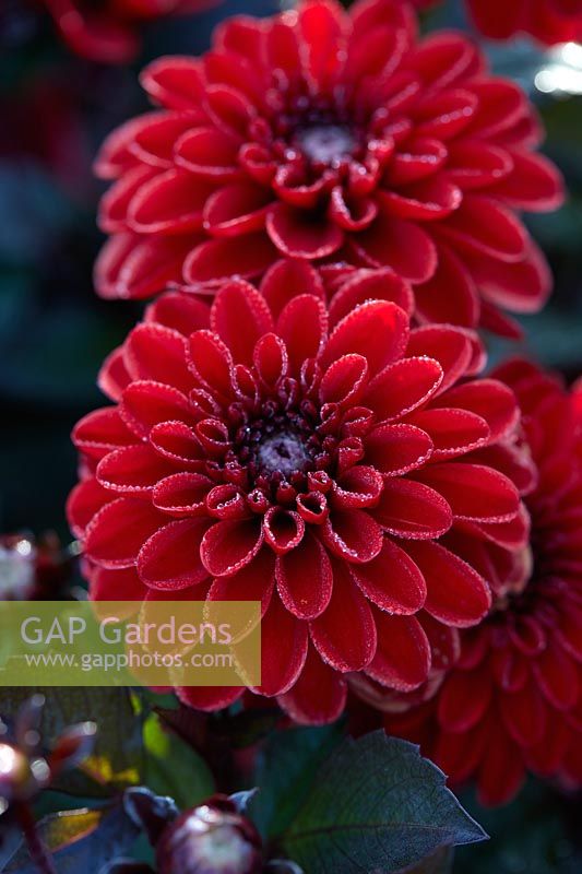 Dahlia Pacific Red-leaved