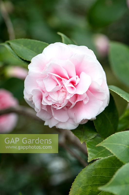 Camellia japonica Debutante