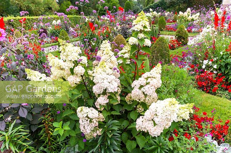 Garden with annuals and Hydrangea