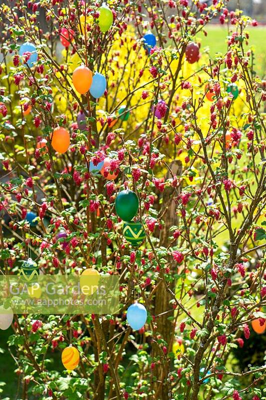 Ribes sanguineum with Easter eggs