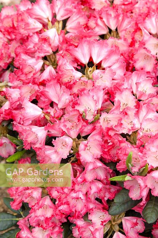 Rhododendron Kokette ®