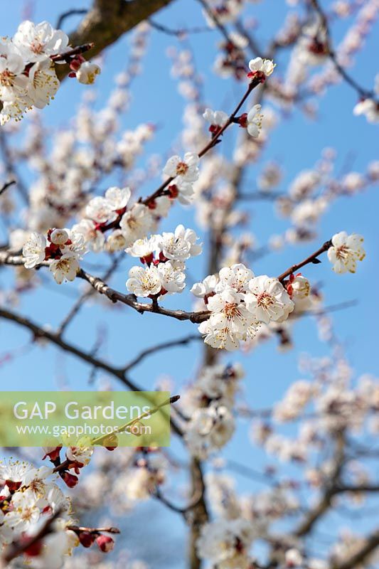 Prunus armeniaca blossom in the spring