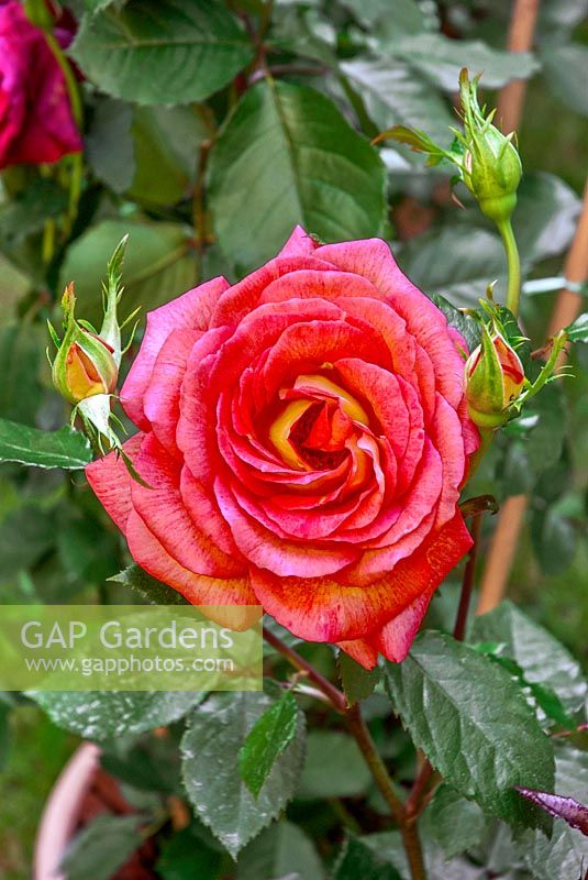 Rosa Parfum de Grasse