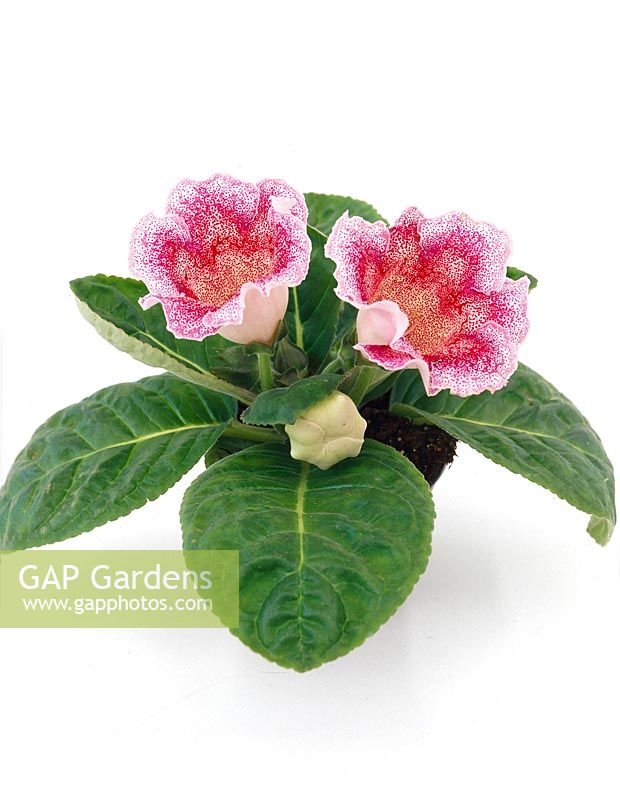 Gloxinia speckled red and white