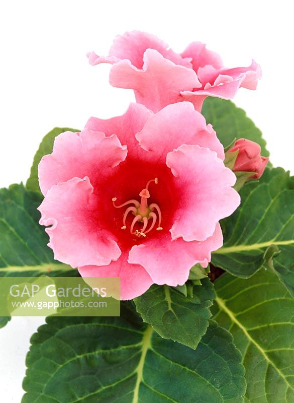 Gloxinia rose