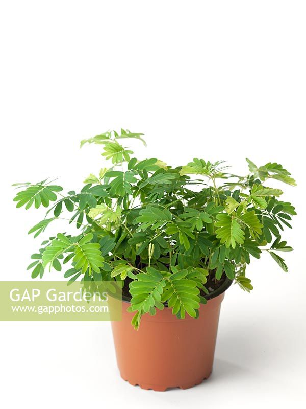 Mimosa pudica in pot