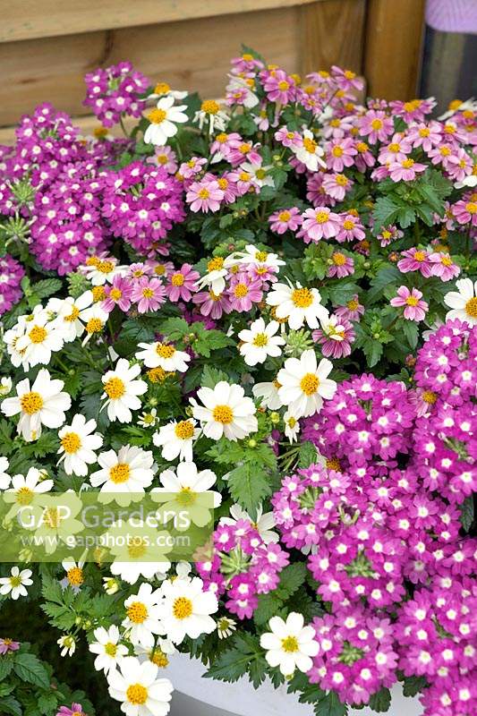 Annual mix with Bidens and Verbena