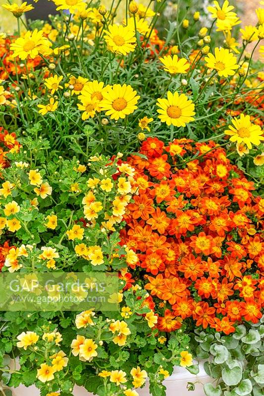 Annual mix in yellow and orange color tones