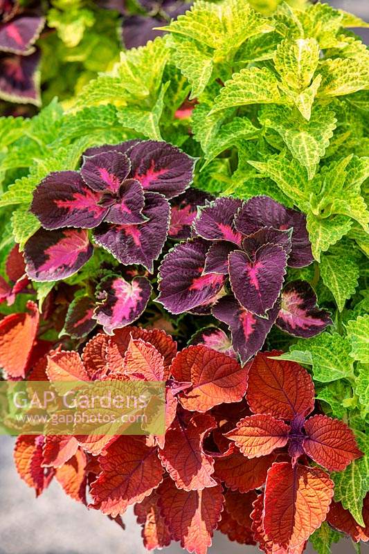 Plectranthus mix with Duffy Square