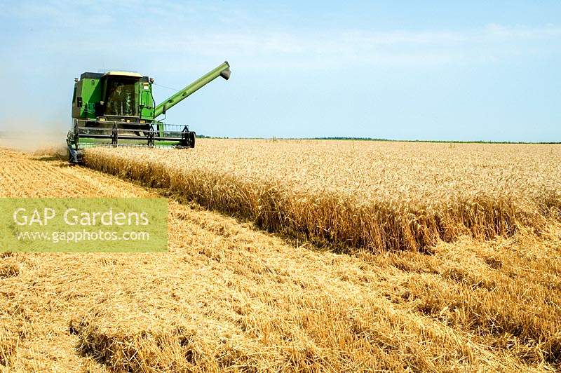 Harvesting grain crop