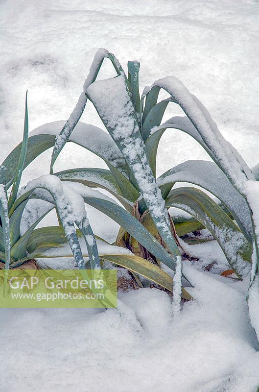 Allium porrum in the snow