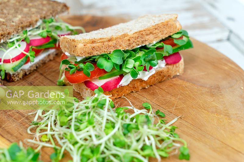 Sandwich with radish microgreens
