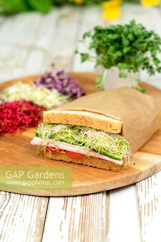 Sandwich with radish seedlings