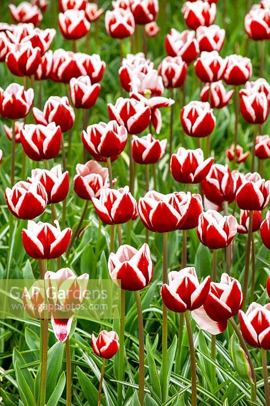 Tulipa Triumph Armada