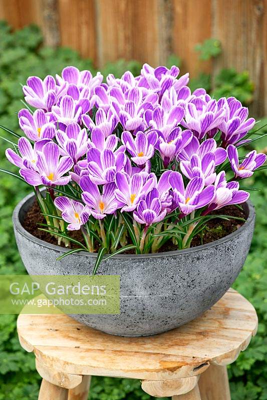 Crocus King of the Striped in pot