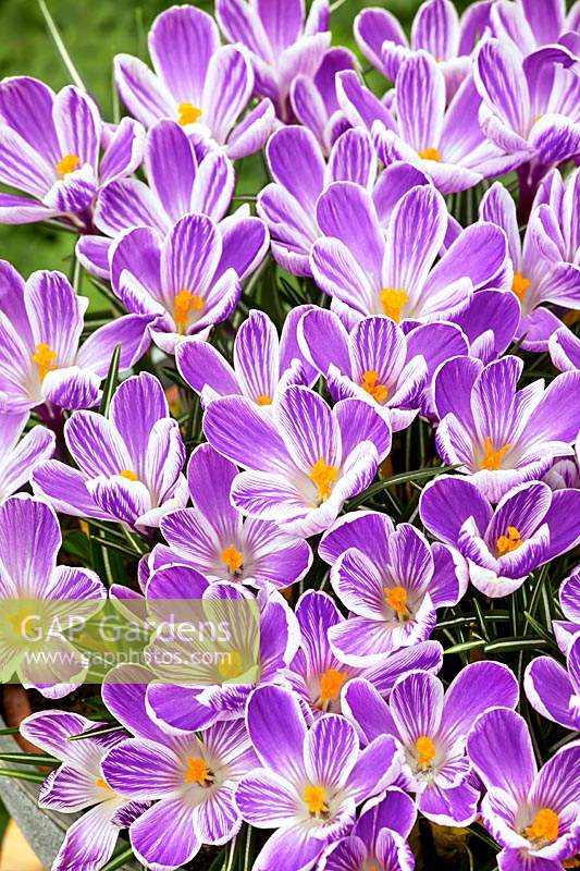 Crocus King of the Striped