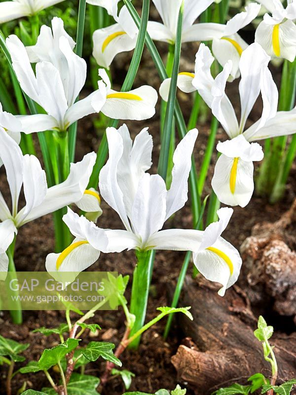 Iris White Caucasus