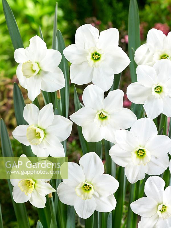 Narcissus Green Pearl