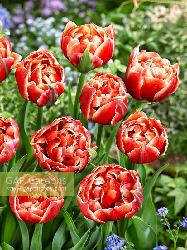 Tulipa Double Early Cabella