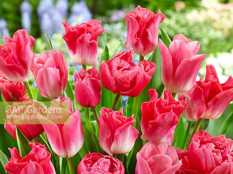 Tulipa Triumph Dynasty