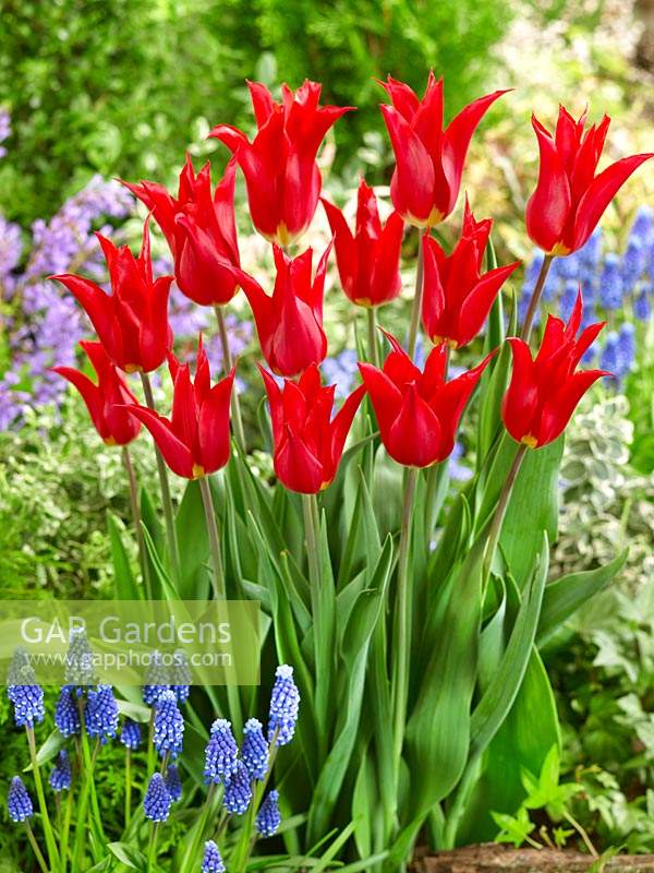 Tulipa Lily Flowered Istanbul ®