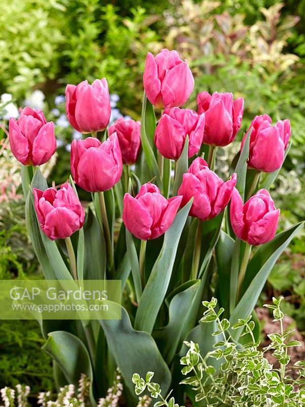 Tulipa Single Late Pink Majesty