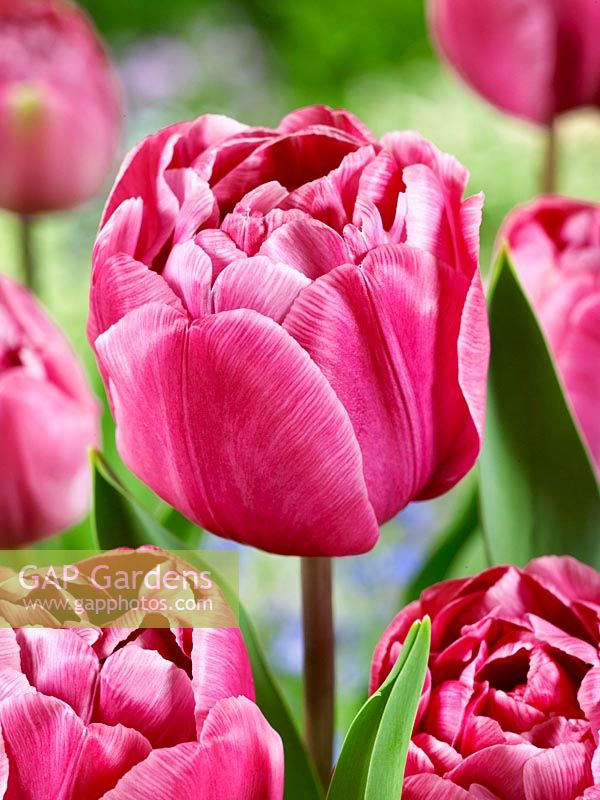 Tulipa Double Late Rosy Diamond