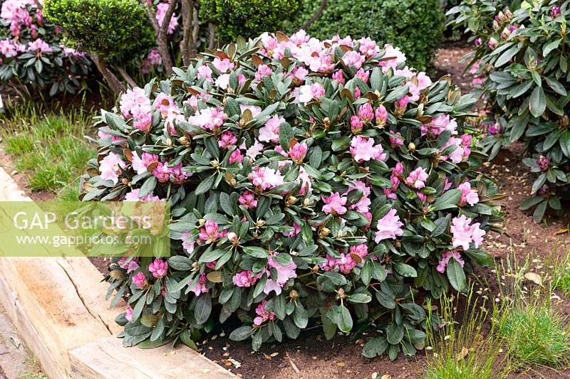 Rhododendron Silberwolke