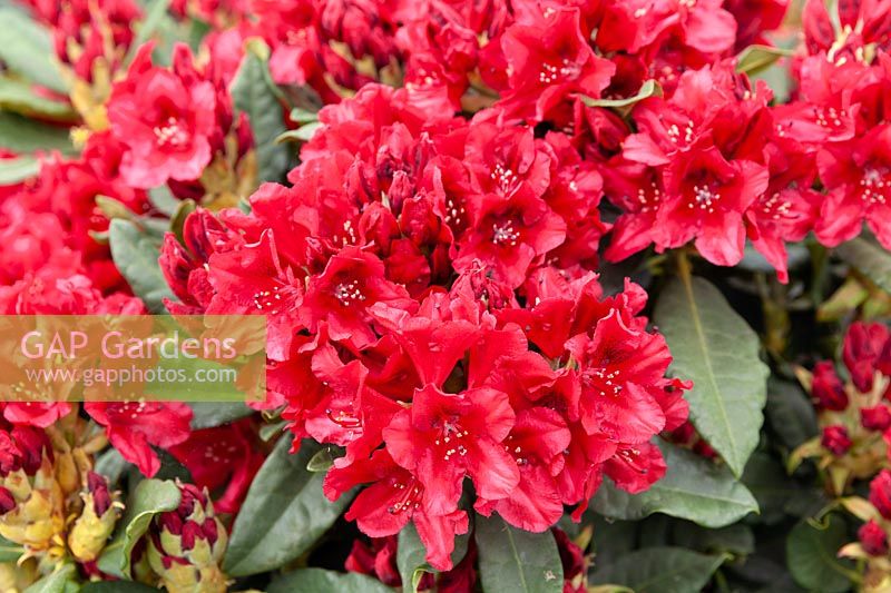 Rhododendron Granada