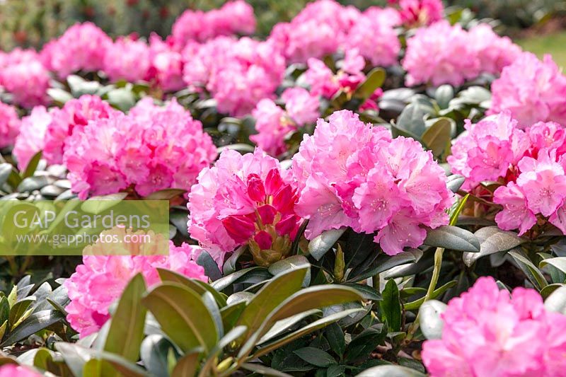 Rhododendron Polaris
