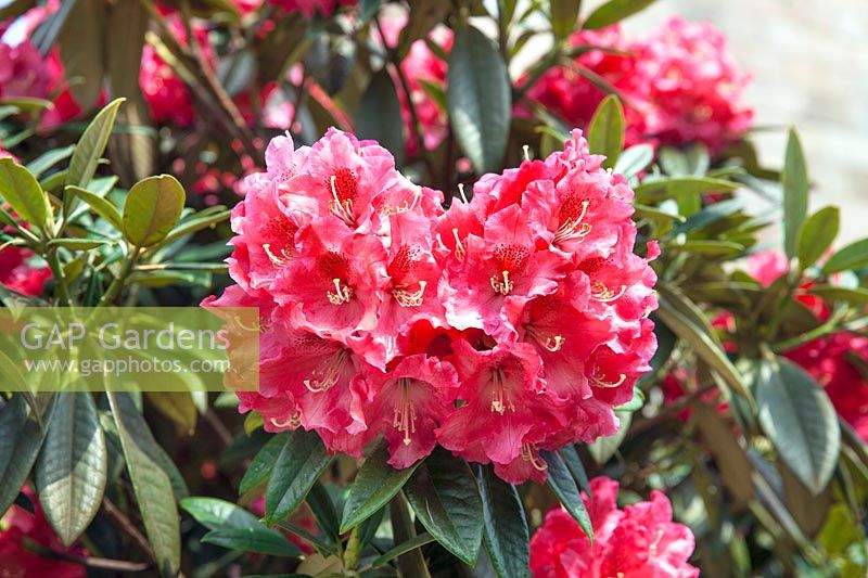 Rhododendron Berliner Liebe